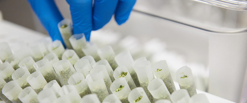 A gloved hand places or removes small sample tubes containing plant material from a laboratory tray, ensuring precision much like Chicago lawyers handling delicate evidence in a corporate law office.