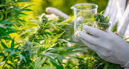 Cannabis Hero Image.