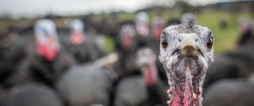 A group of turkeys stand outdoors, with one turkey in sharp focus at the front and others blurred in the background—much like lawyers in Chicago standing out in a busy corporate law office.