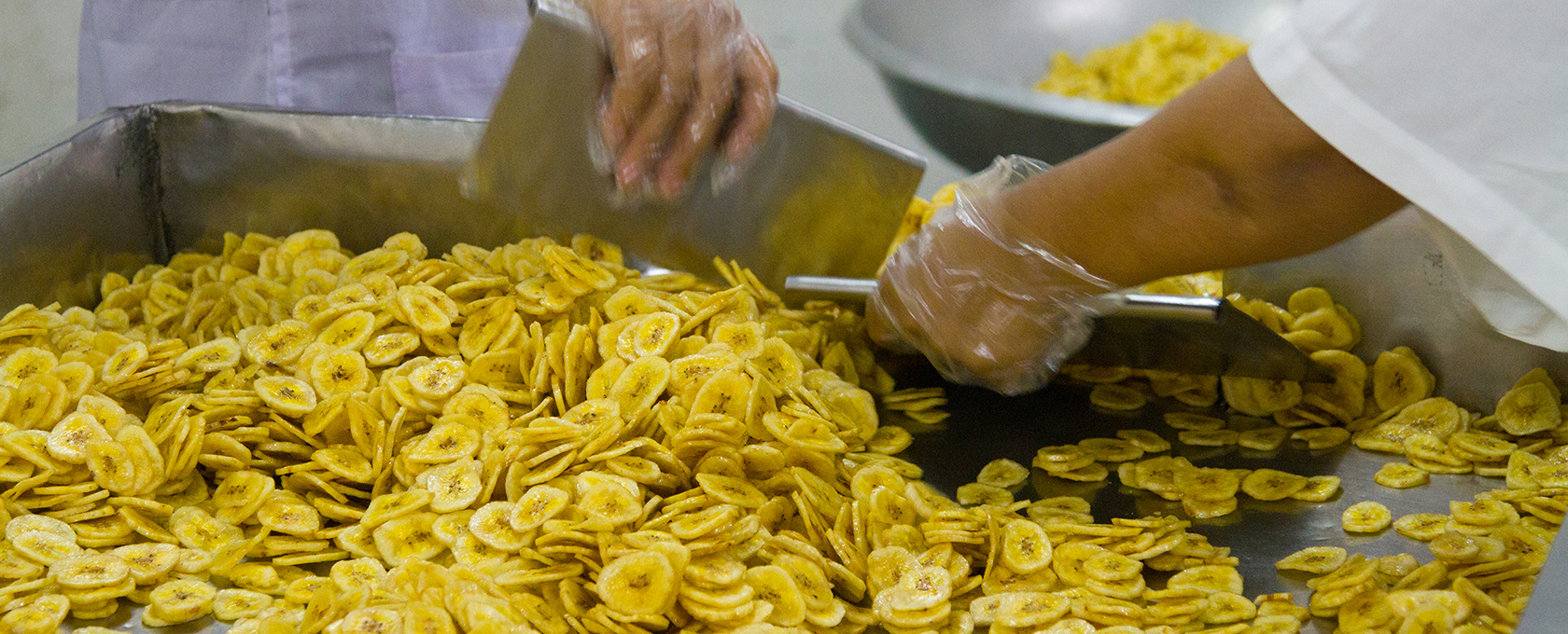 Two people wearing gloves slice and process large quantities of plantain chips on a metal surface in a food production setting, similar to the teamwork seen in law offices providing litigation support.