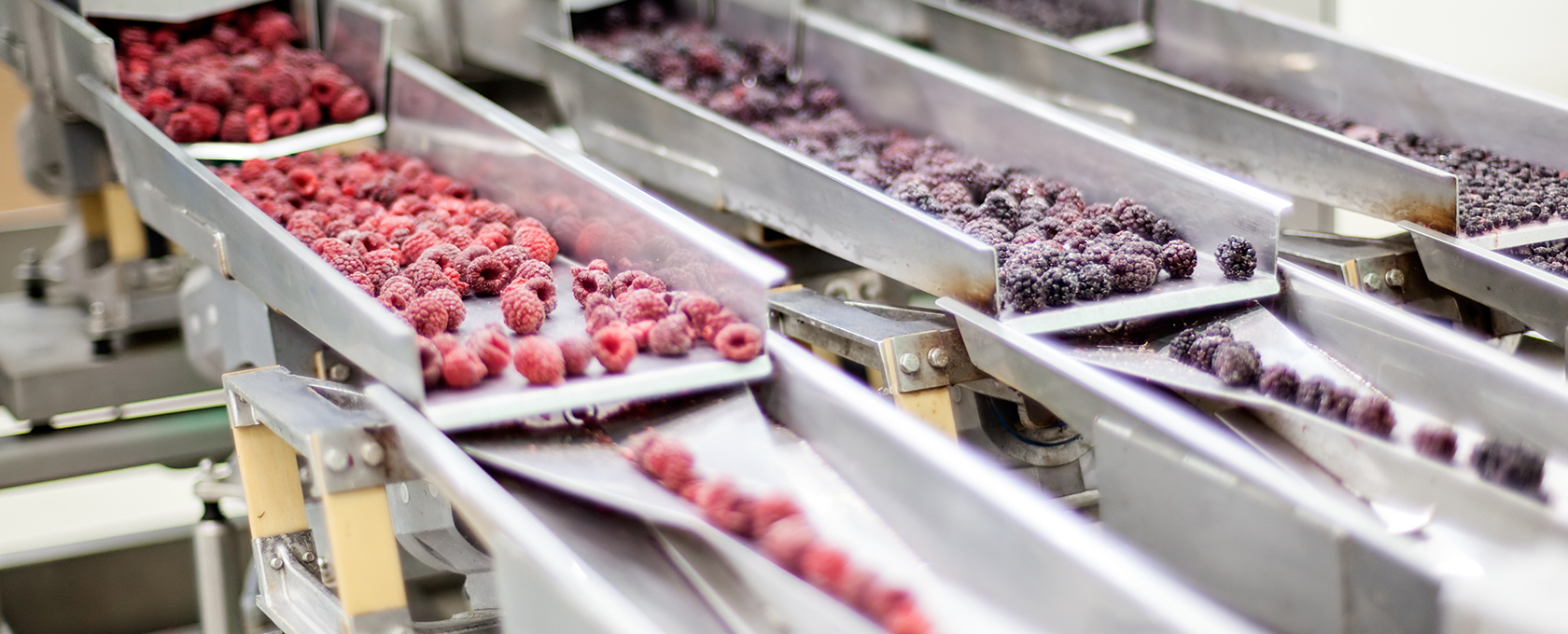Frozen raspberries and blackberries move along metal conveyor belts in a food processing facility, far from the hustle of Chicago lawyers and bustling law offices.
